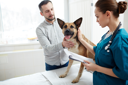 Vet Consultation