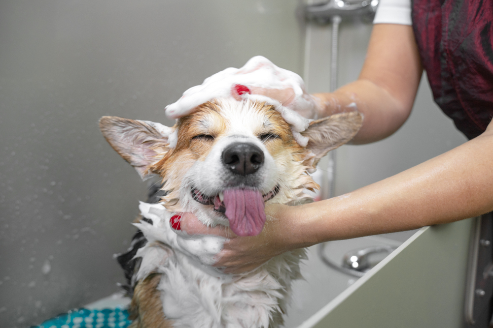 Grooming & Bathing